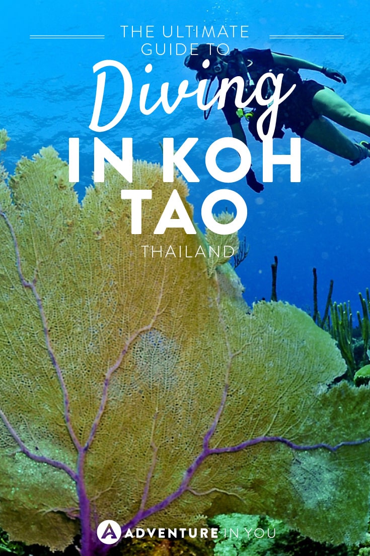 Koh Tao Diving Everything You Need To Know 