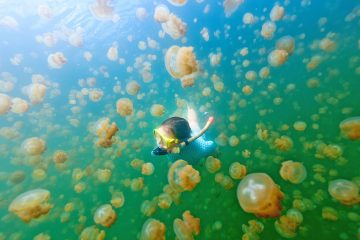 jellyfish-lake-palau-diving