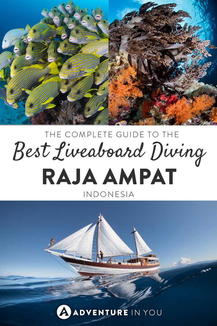 Best Raja Ampat Liveaboards  Best Budget Luxury Trips