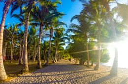 Palm trees on a beach in Palawan