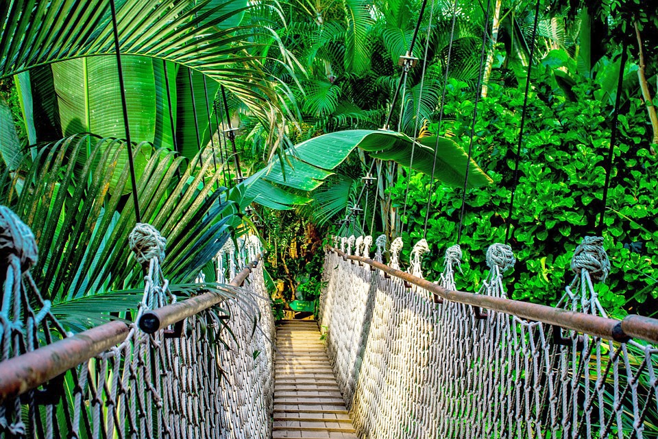 jungle green bridge