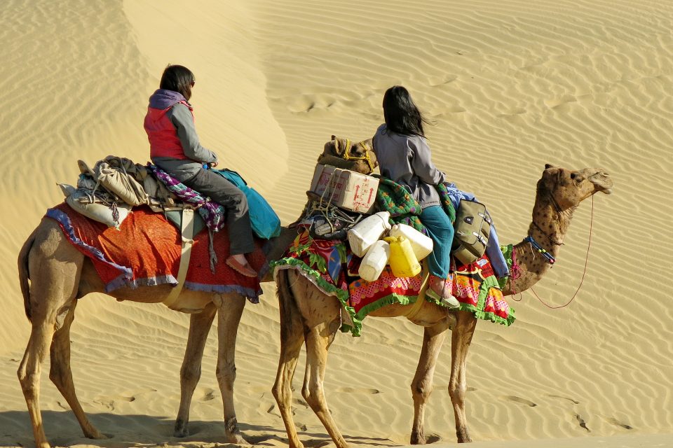 india camel safari