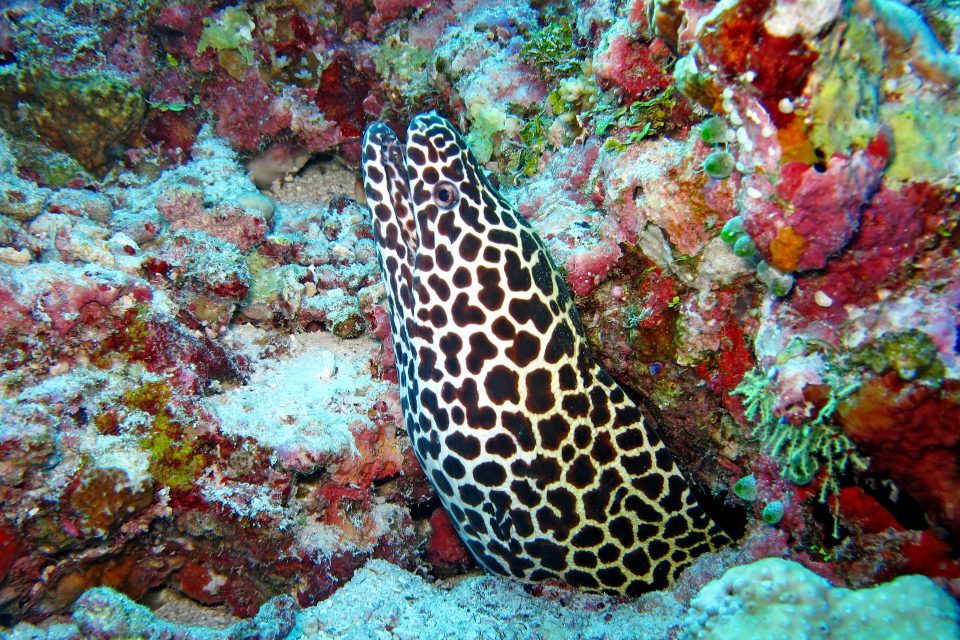 Best Scuba Diving in Thailand: Dive Sites You Just Can\u002639;t Miss