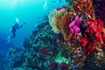 Diver and coral reef