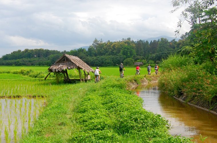 A group cycling through a rice field