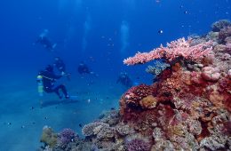 Divers next to a reef in blue waters