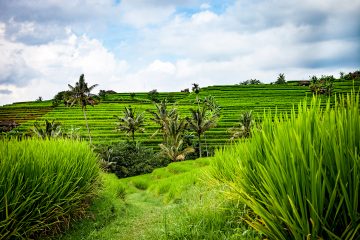 Green rice terraces in Indonesia