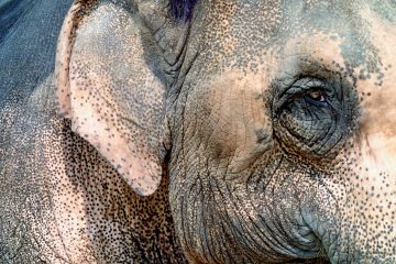 Close up of an elephant's face