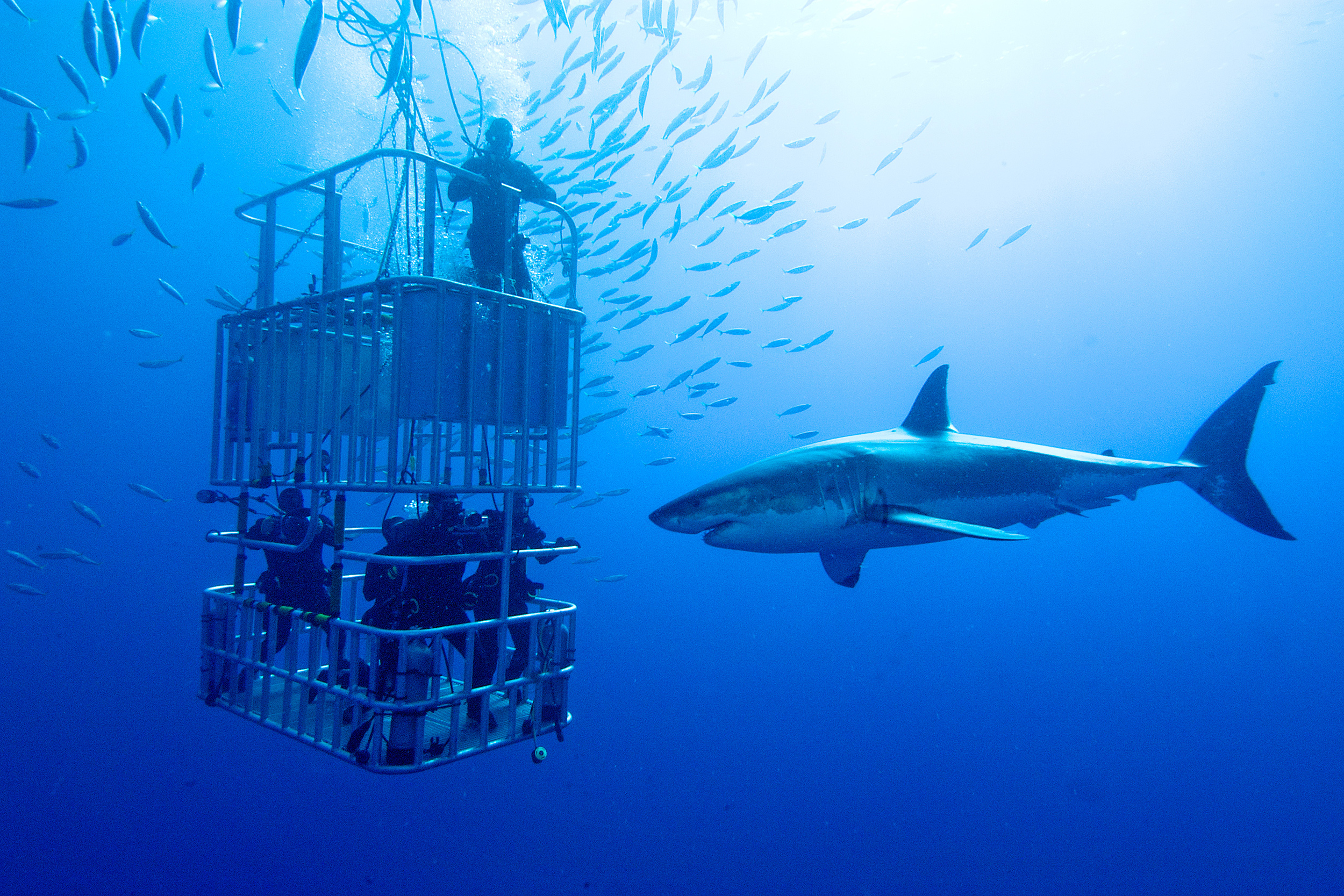 cage diving sharks