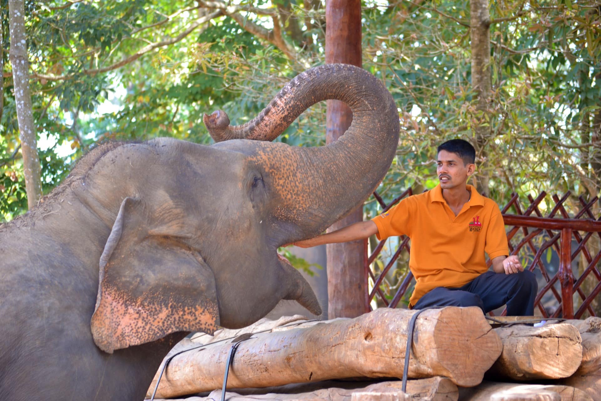 feeding elephants volunteer sanctuary