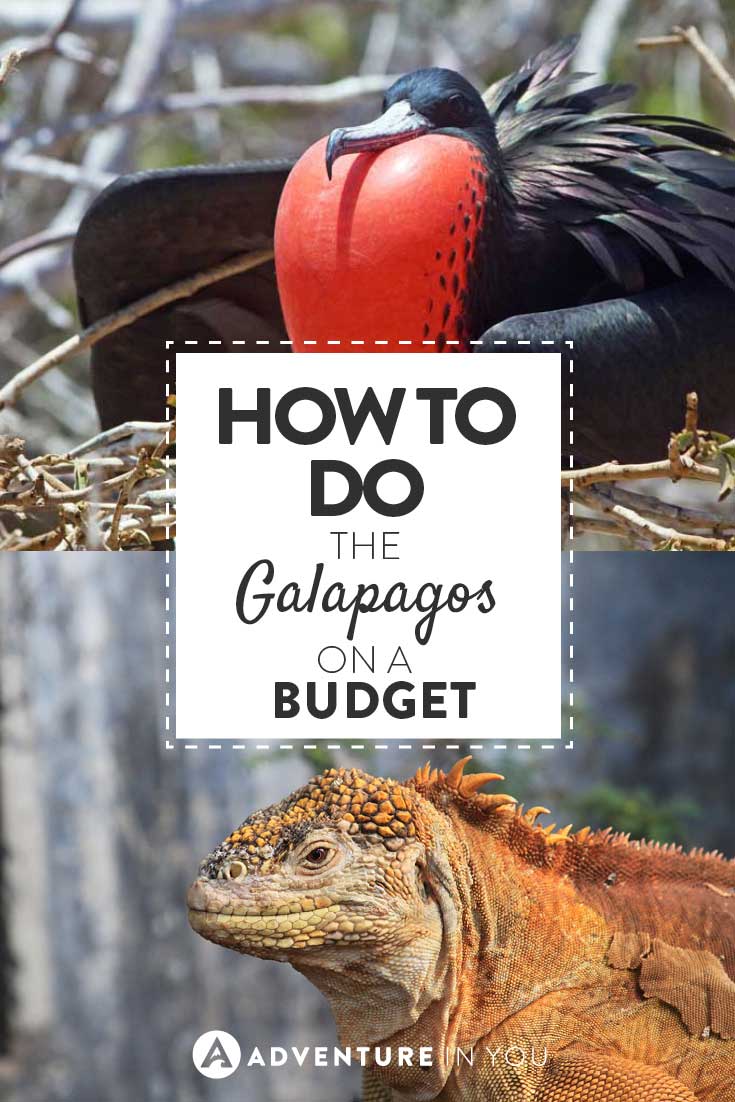 Galapagos on a Budget| Looking for ways on how to do the Galapagos on a budget? Here is a detailed guide on how to get it done cheaply!