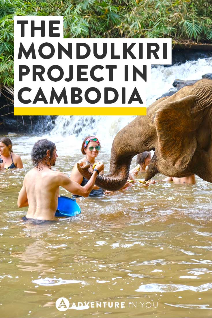 Cambodia Elephants | Looking for a fun adventure to do while in Cambodia? Check out the Mondulkiri Project Jungle Experience and interact with elephants in a safe environment.