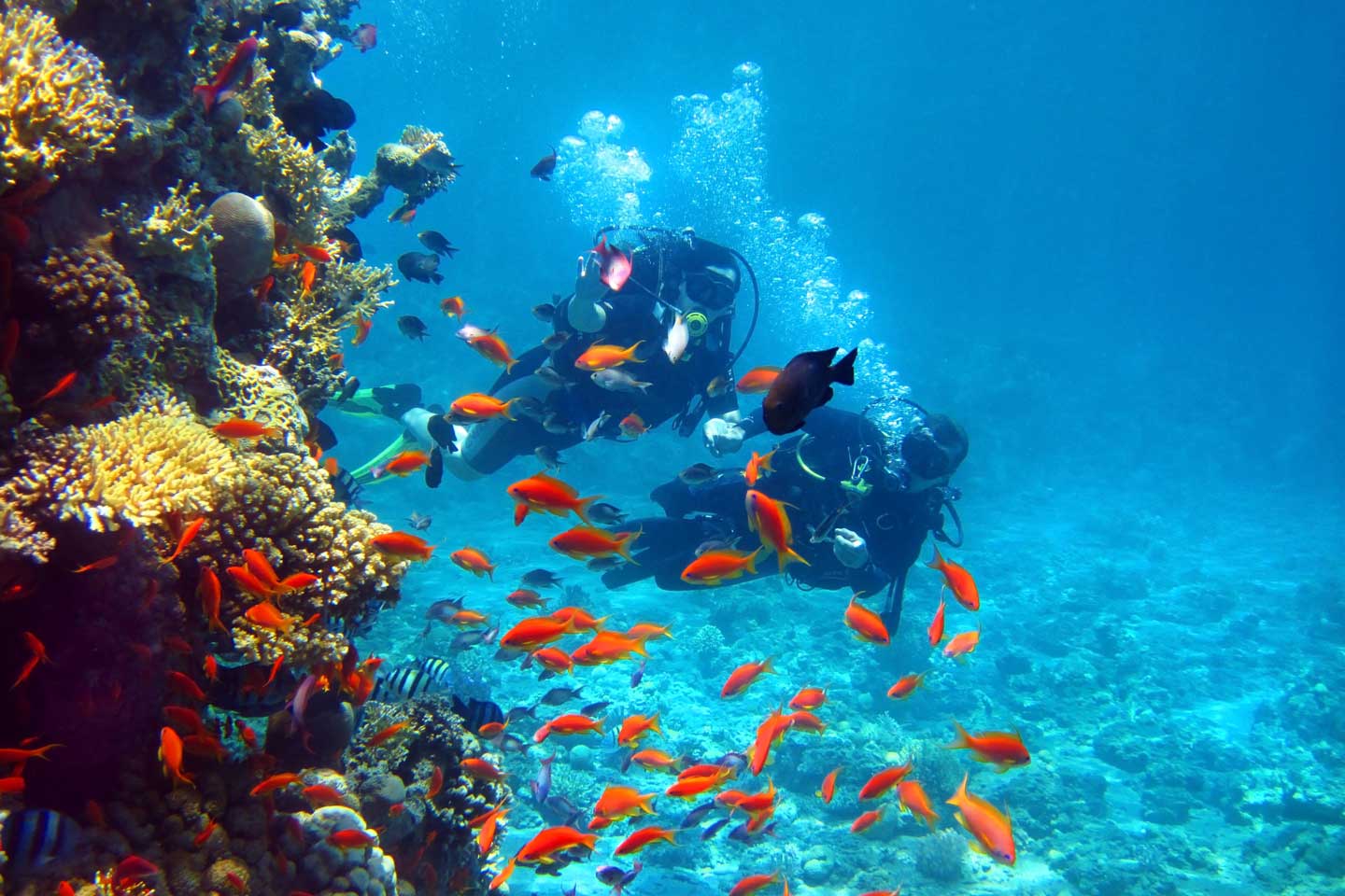 Best Cambodia Diving Dive Sites You Can T Miss