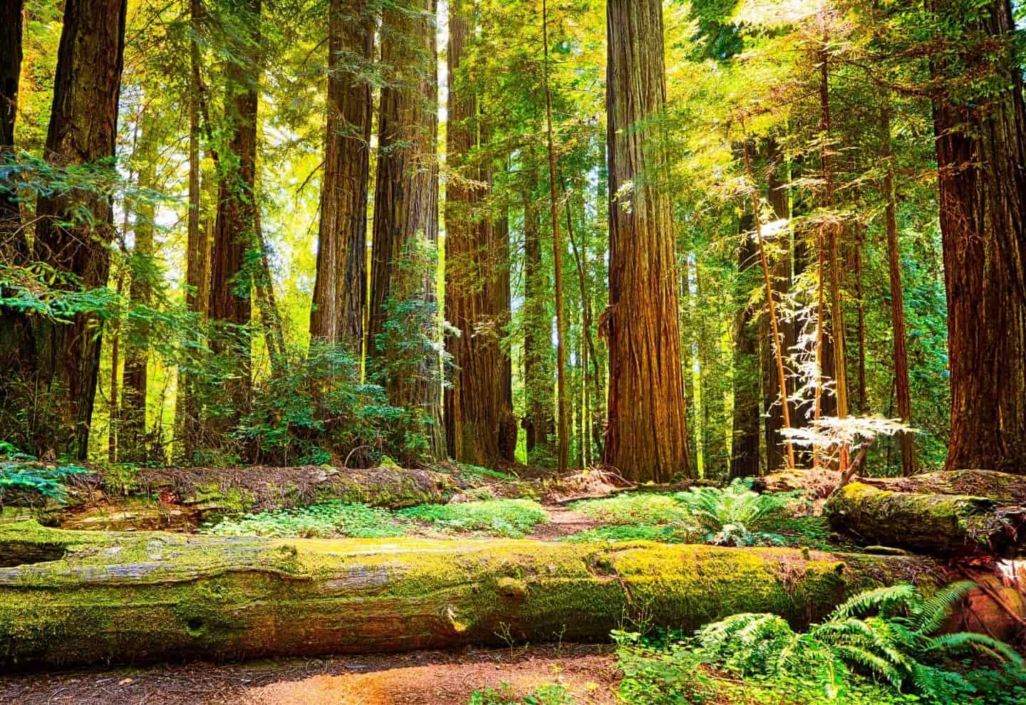 National Parks-Redwood