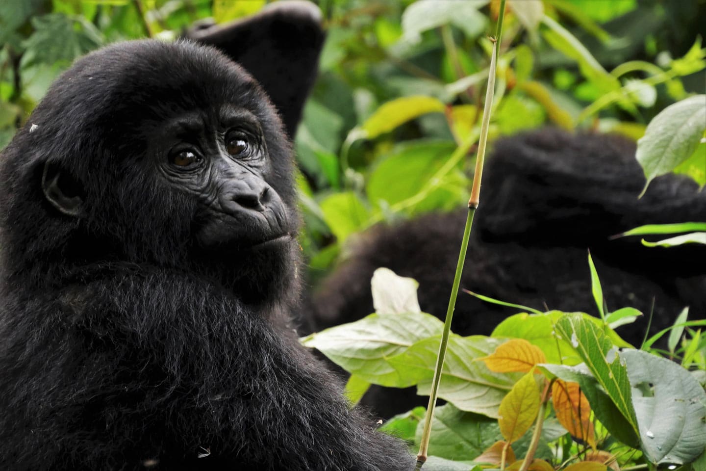 Gorila Trekking Uganda