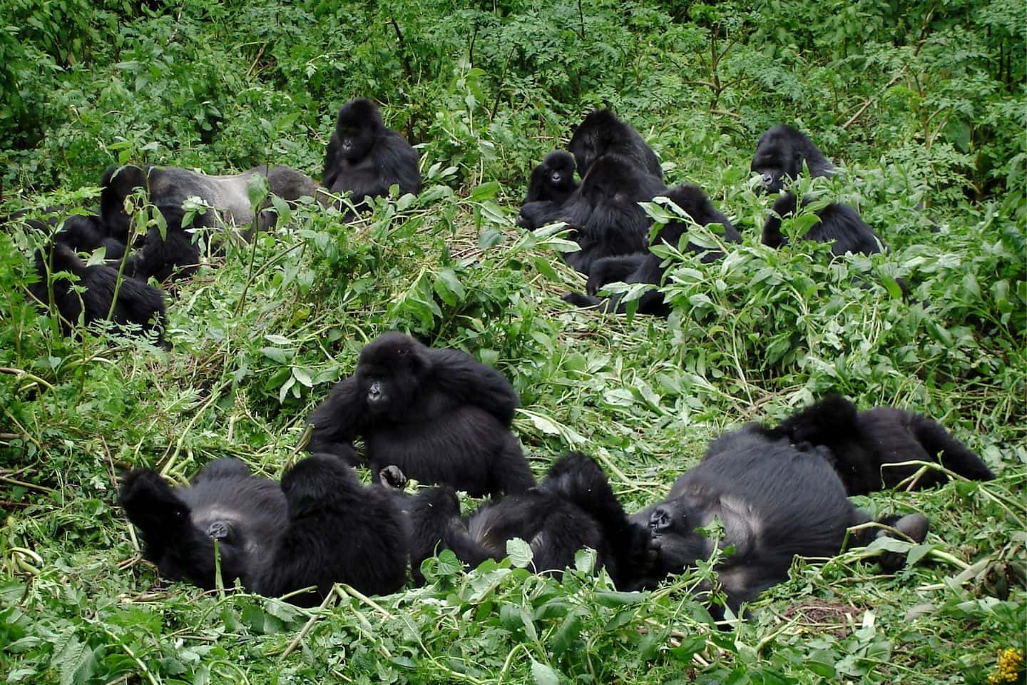 Trekking Gorila di Bwindi