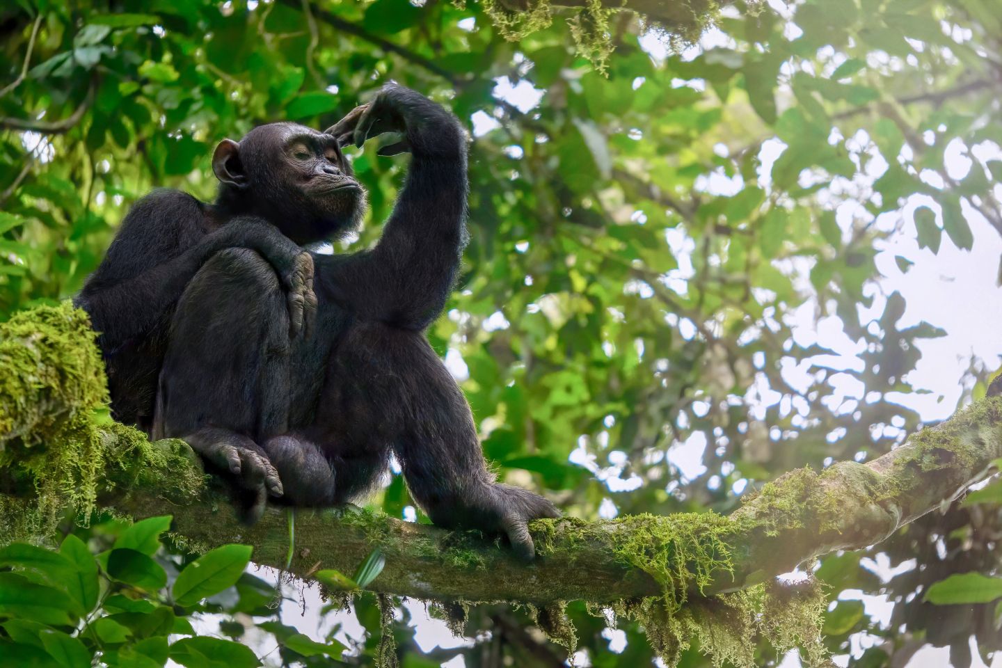 Simpanse duduk di dahan pohon