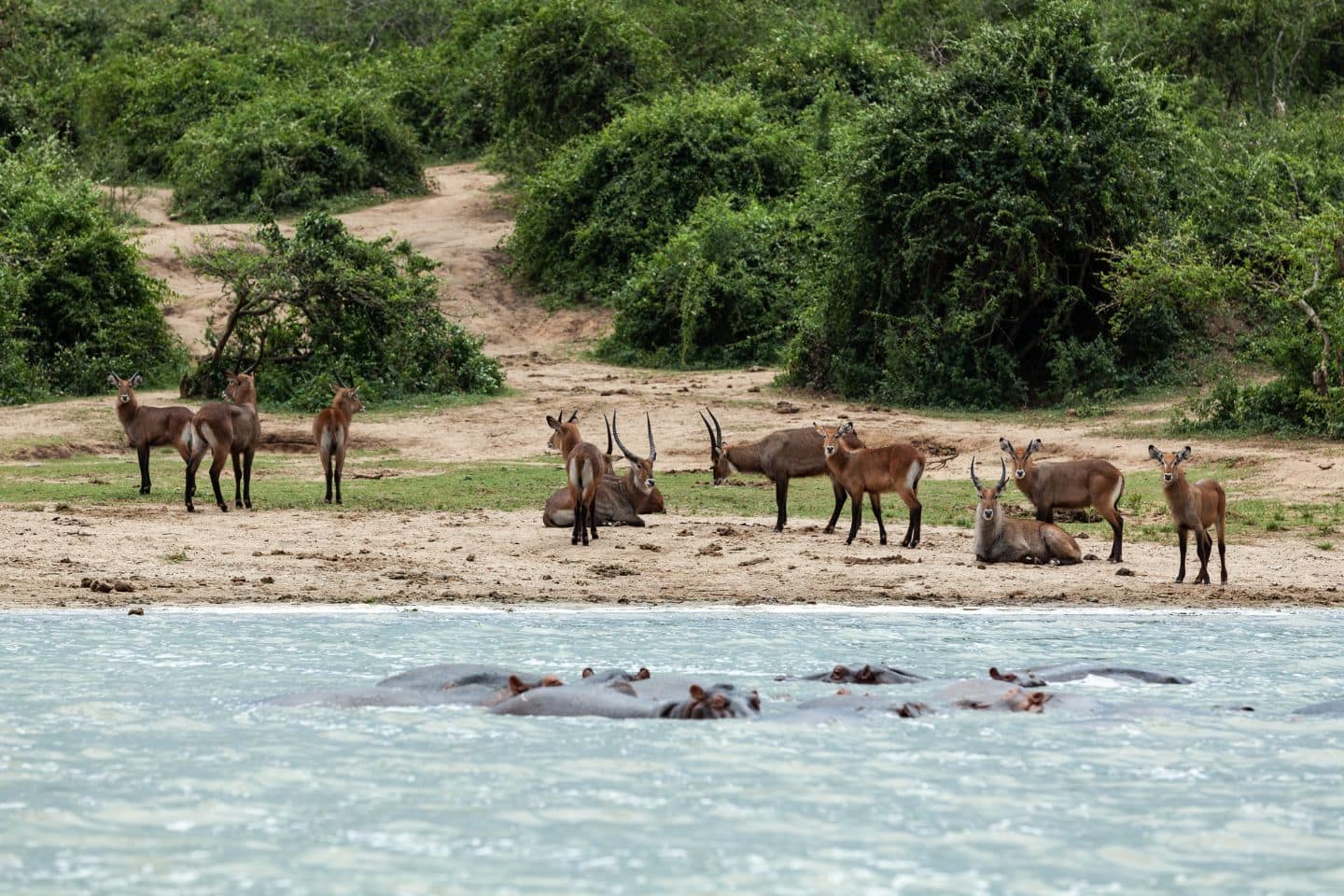 Kawanan antelop impala beristirahat di tepi Kanal Kazinga dan kuda nil mandi