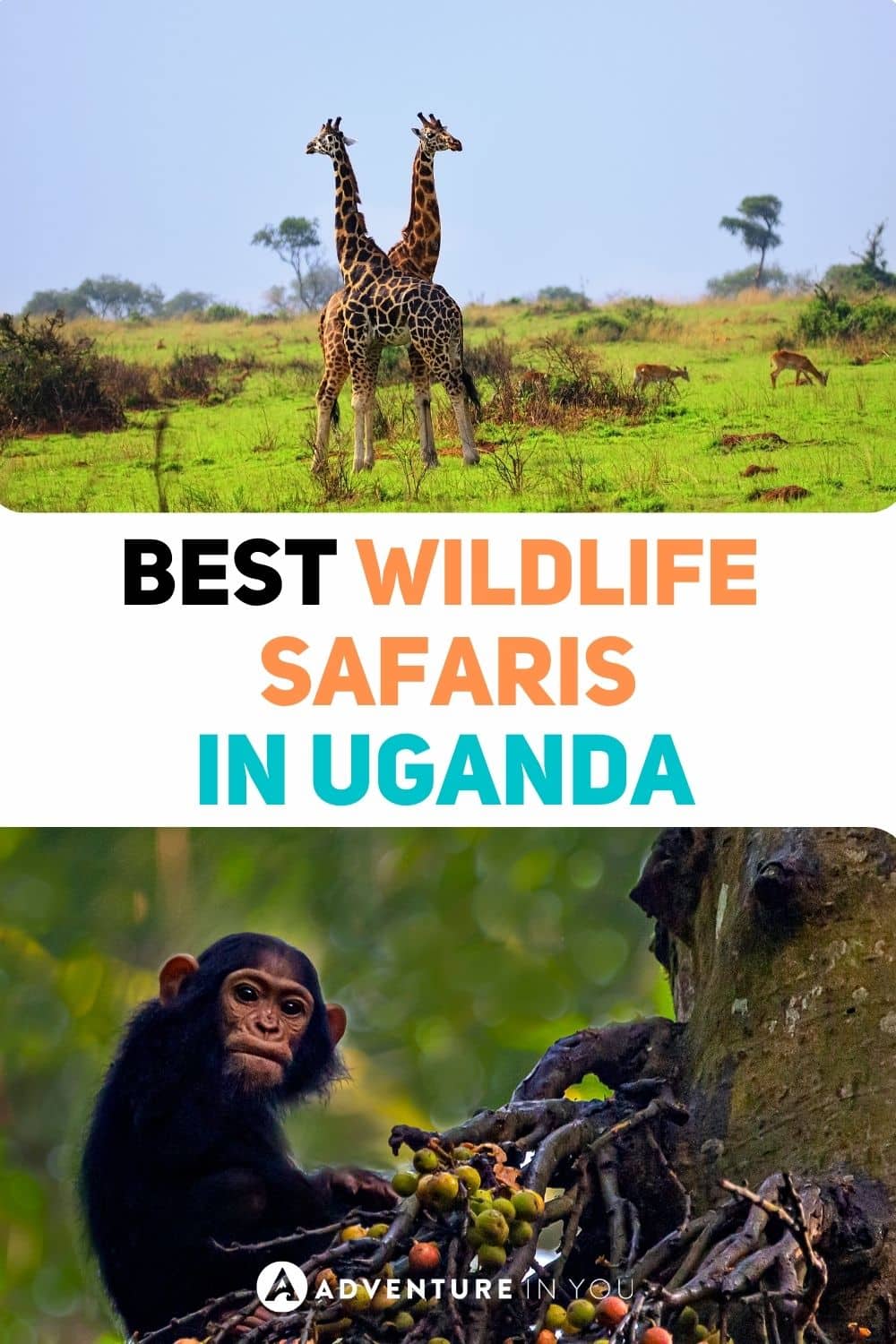 Safari Satwa Liar Terbaik di Uganda